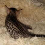 Maximus Savannah, Male SBT dob 3/3/21