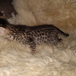 Maximus Savannah, Male SBT dob 3/3/21