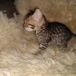 Maximus Savannah, Male SBT dob 3/3/21