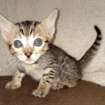 Maximus Savannah, Male SBT dob 3/3/21