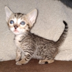 Maximus Savannah, Male SBT dob 3/3/21