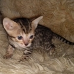 Maximus Savannah, Male SBT dob 3/3/21