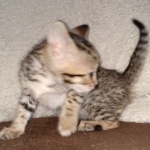 Maximus Savannah, Male SBT dob 3/3/21