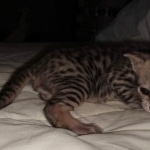 Maximus Savannah, Male SBT dob 3/3/21