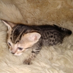 Maximus Savannah, Male SBT dob 3/3/21