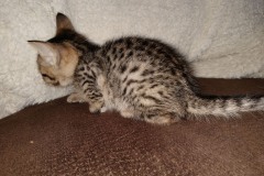 Savannah F-7SBT Male golden Debbie DOB 3-3-21