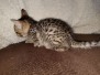 Savannah F-7SBT Male golden Debbie DOB 3-3-21