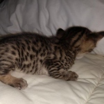 Savannah F-7SBT Male DOB 3-3-21