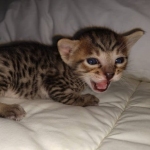 Savannah F-7SBT Male DOB 3-3-21