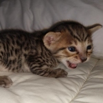 Savannah F-7SBT Male DOB 3-3-21