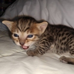 Savannah F-7SBT Male DOB 3-3-21