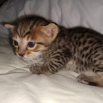 Savannah F-7SBT Male DOB 3-3-21