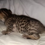 Savannah F-7SBT Male DOB 3-3-21