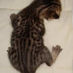 Savannah F-7SBT Male DOB 3-3-21