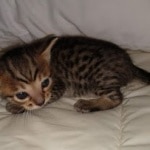 Savannah F-7SBT Male DOB 3-3-21