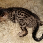 Savannah F-7SBT Male DOB 3-3-21