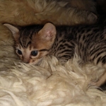 Savannah F-7SBT Male DOB 3-3-21