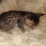 Savannah F-7SBT Male DOB 3-3-21