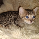 Savannah F-7SBT Male DOB 3-3-21