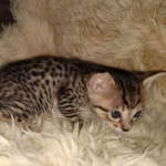 Savannah F-7SBT Male DOB 3-3-21