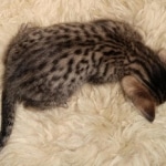 Savannah F-7SBT Male DOB 3-3-21