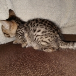 Savannah F-7SBT Male DOB 3-3-21