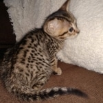 Savannah F-7SBT Male DOB 3-3-21