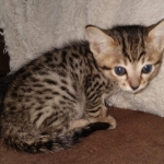 Savannah F-7SBT Male DOB 3-3-21