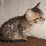 Savannah F-7SBT Male DOB 3-3-21