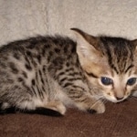 Savannah F-7SBT Male DOB 3-3-21