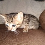 Savannah F-7SBT Male DOB 3-3-21