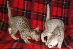 Savannah F-7SBT male Pale DOB 3-3-21