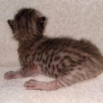 Savannah SBT male DOB 3-3-21