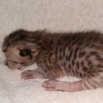 Savannah SBT male DOB 3-3-21