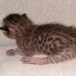 Savannah SBT male DOB 3-3-21