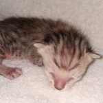 Savannah SBT male DOB 3-3-21