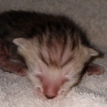 Savannah SBT male DOB 3-3-21