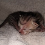 Savannah SBT male DOB 3-3-21