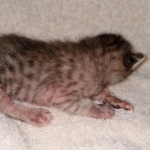 Savannah SBT male DOB 3-3-21