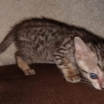 Savannah SBT male DOB 3-3-21