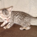 Savannah SBT male DOB 3-3-21