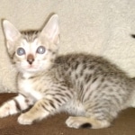 Savannah SBT male DOB 3-3-21