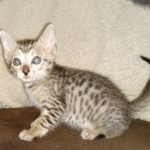 Savannah SBT male DOB 3-3-21