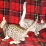 Savannah F-7SBT cool Male and Silver Egyptian Mau