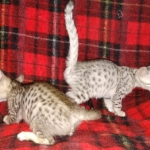 Savannah F-7SBT cool Male and Silver Egyptian Mau