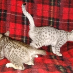Savannah F-7SBT cool Male and Silver Egyptian Mau