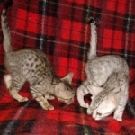 Savannah F-7SBT cool Male and Silver Egyptian Mau