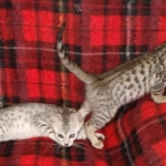 Savannah F-7SBT cool Male and Silver Egyptian Mau