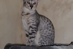 Trevor Savannah F-7SBT Male Silver DOB 3-3-21