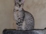 Trevor Savannah F-7SBT Male Silver DOB 3-3-21